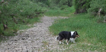 Candy sucht die Donau...